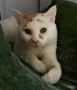 Сляпо мъжко коте си търси дом, снимка 1