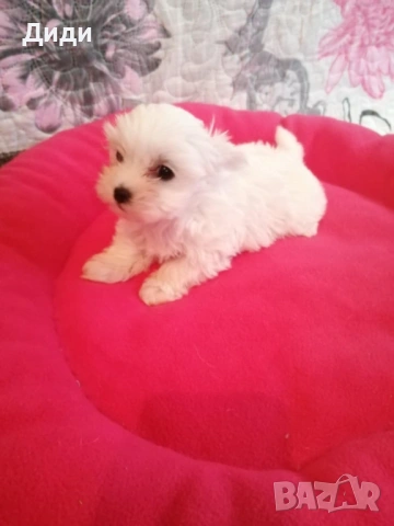 Малтийска болонка