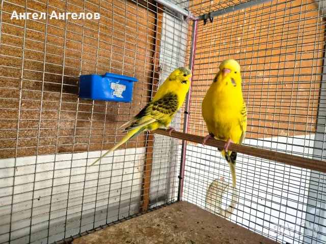 изложбени папагали транспорт до Бургас , снимка 4 - Папагали - 55479392