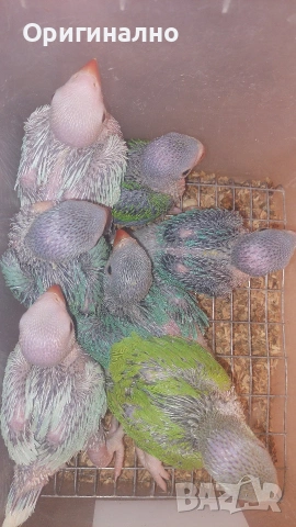 Малък александър 