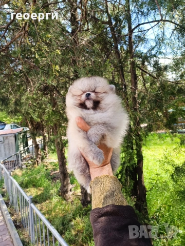 Померан, снимка 2 - Померан - 54261792