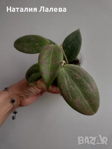 Хоя, hoya wibergiae, снимка 2 - Стайни растения - 55440947