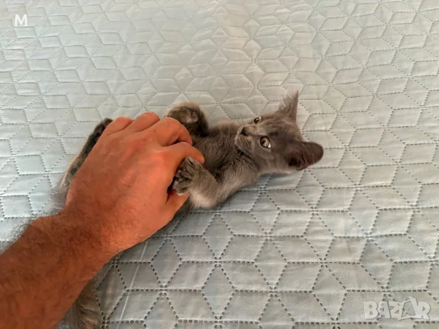 Коте - 2 месеца, снимка 9 - Руска синя котка - 55627241