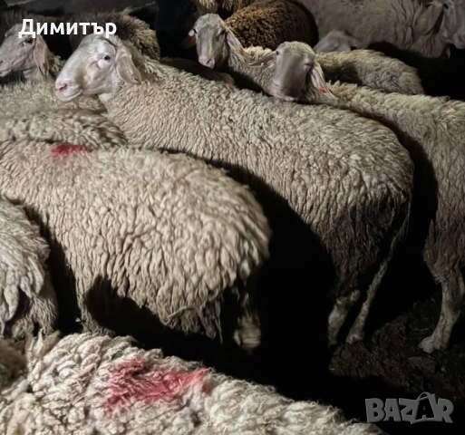 Продавам дебели ялови овце