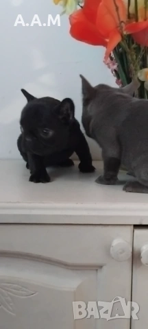 Черна  френска принцеса, снимка 8 - Френски булдог - 54112649