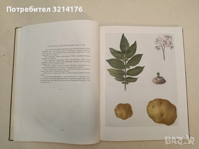 Определитель сортов картофеля - Н. Д. Зайцева (1950), снимка 4 - Специализирана литература - 54799722