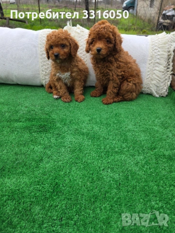 Мини пудел, снимка 2 - Пудели - 54091459