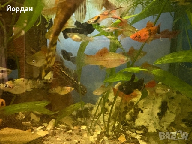 молинезии, хелери, сомове, водорасли, снимка 2 - Рибки - 51158385