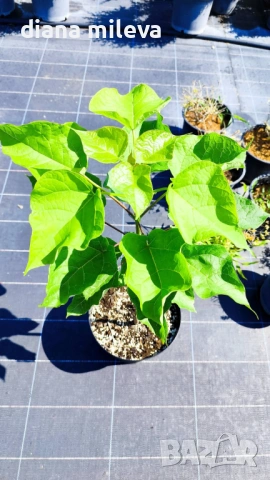 Каталпа, Catalpa bignonioides, снимка 9 - Градински цветя и растения - 54894868