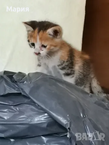 Котенца - Подарявам, снимка 3 - Други - 55357912