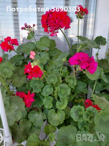 Домашни Кичести мушката в саксия - микс цветове, има и бяло гъсто, 10 евро за саксия 