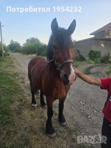 Продава се ! Много кротък , снимка 4 - Коне - 55344755