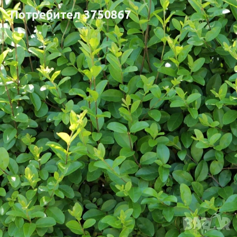 🌿🧡🌱 Лигуструм / Жив плет (Ligustrum ovalifolium)