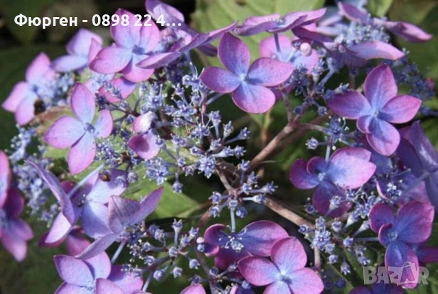   Хортензия „Бурса“ – компактна планинска хортензия, снимка 3 - Разсади - 54161657