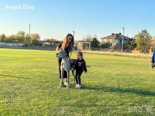 Немски дог - разплод, снимка 2 - Немски дог - 54052158