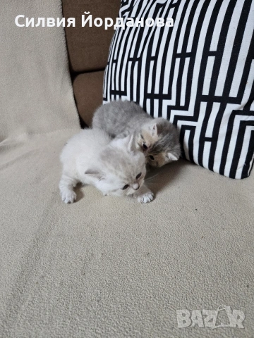 Британчета късокосмести, снимка 6 - Британска късокосместа - 54060098