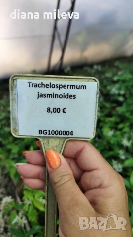 Жасмин, Trachelospermum Jasminoides, вечнозелен, студоустойчив, снимка 18 - Градински цветя и растения - 44919994