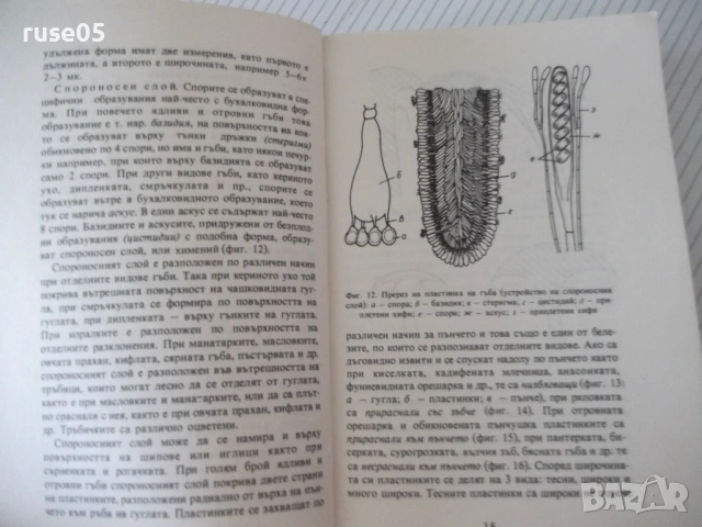 Книга "Нашите гъби - Ц.Хинкова/М.Друмева-Димчева" - 400 стр., снимка 3 - Енциклопедии, справочници - 54929593
