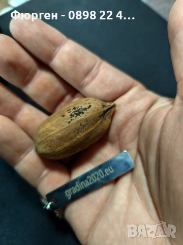  Орех Пекан - Фиданки , снимка 7 - Разсади - 47897202