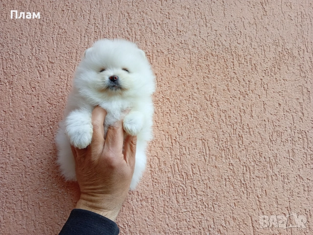 Различни възрасти !!! Померани., снимка 8 - Померан - 54057959