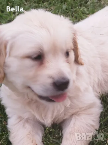 Golden retriever /puppies , снимка 6 - Голдън ретривър - 55483387