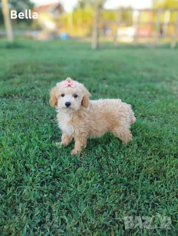 Малтипу -Maltipoo, снимка 6 - Пудели - 55479985