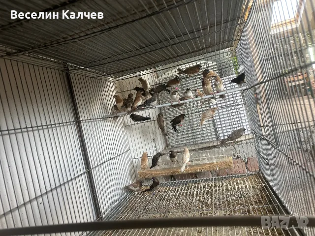 Различни видове амадини, снимка 4 - Амадини - 55365792