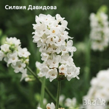 лавандула 