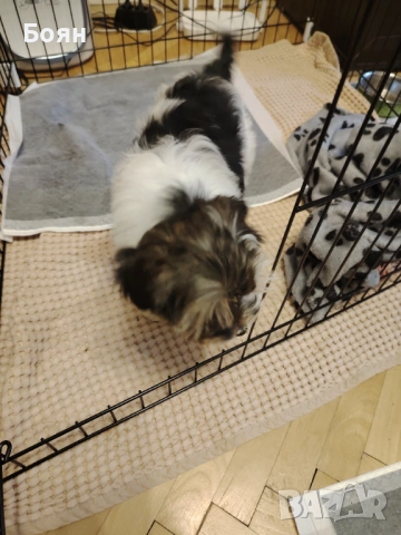 Бивър Йорки , снимка 4 - Йоркширски териер - 54003523