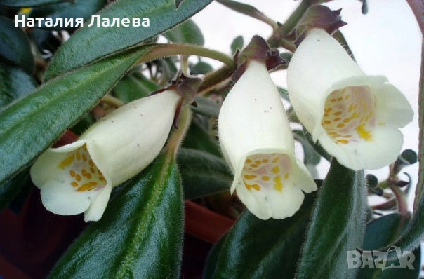 Нематантус, nematanthus Santa Teresa
