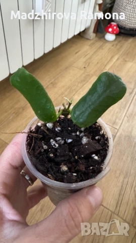 Hoya Хоя Rotundiflora , снимка 2 - Стайни растения - 54336178