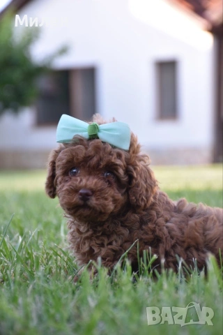 Той пудел Toy poodle, снимка 14 - Пудели - 55006000