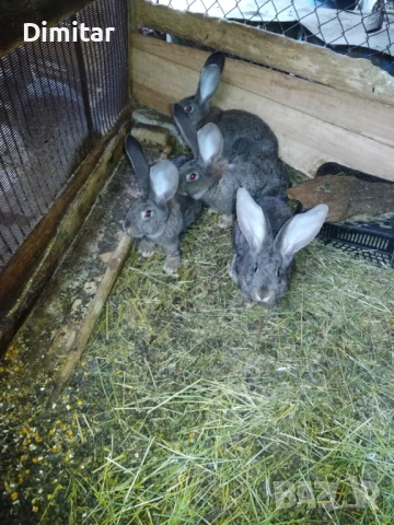 Продавам зайци. , снимка 7 - Други - 54025559