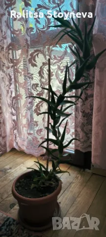 Стайно растение  алое 