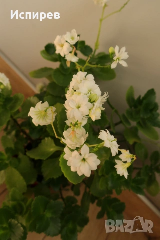 Каланхое, Kalanchoe sp., форма с бели цветове, снимка 3 - Стайни растения - 54918783