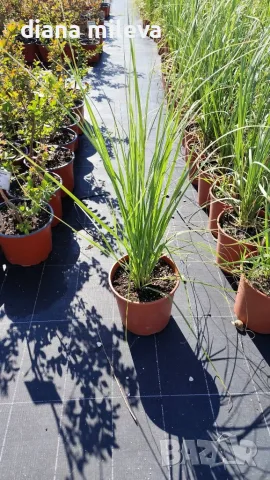 Пампаска трева розова, Cortaderia Sellona Roseа, снимка 6 - Градински цветя и растения - 55337096