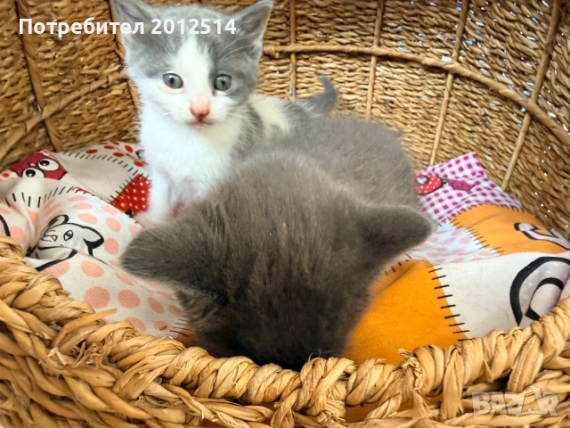 Британска котка , снимка 4 - Британска късокосместа - 54498153