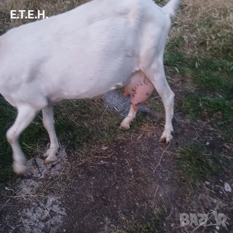 коза Сеянска 200 evr, снимка 3 - Кози - 55304229