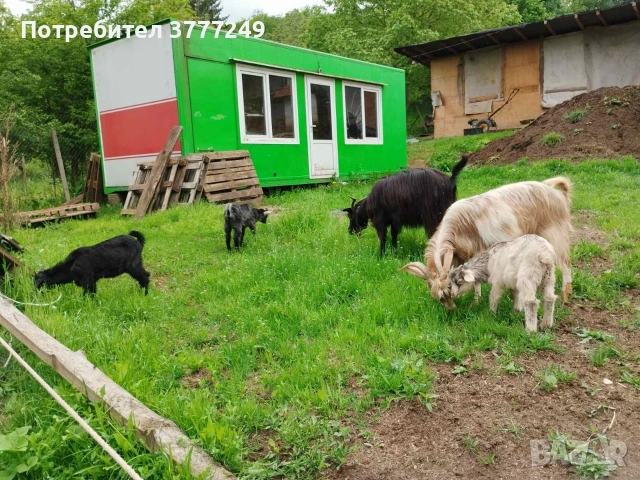 Продавам кози , снимка 8 - Кози - 54483034