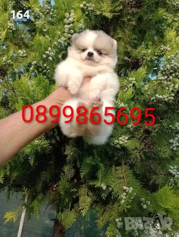 Прекрасен избор на мъжки и женски Померани. , снимка 6 - Померан - 55607413