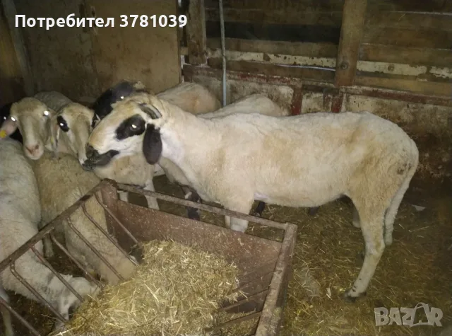 Продавам 2 бр.кочове