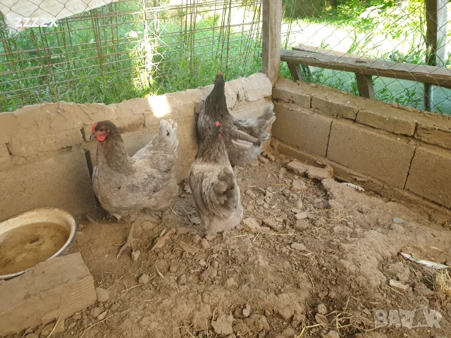 кокошки Астролоп млади 