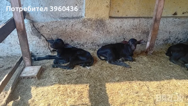 Продавам мъжки малачета 