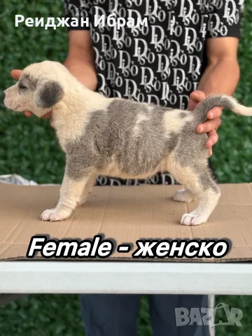 АЛАБАЙ - 40 days с първка ваксина, снимка 17 - Алабай - 55630771
