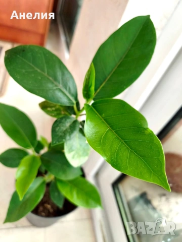 Фикус Ficus Microcarpa , снимка 3 - Стайни растения - 55045817