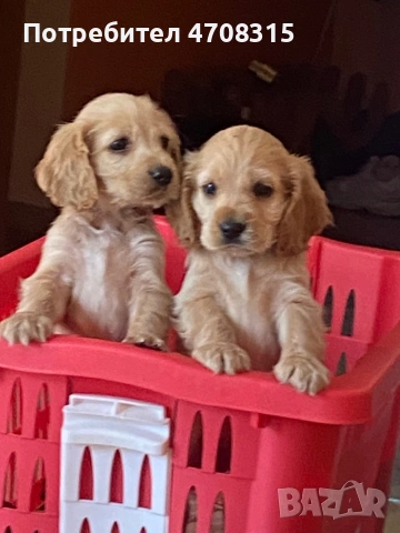 Кокер шпаньол карамел момче ваксина