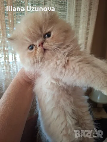 Уникални персийски котенца , снимка 6 - Персийска - 55472475
