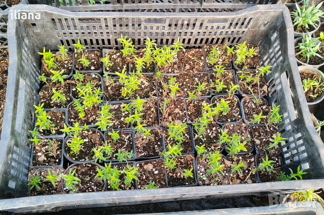 Продавам различни видове цветя, снимка 11 - Градински цветя и растения - 54170180