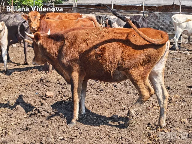 Продавам крави, юници и телета, снимка 11 - Крави - 55324137