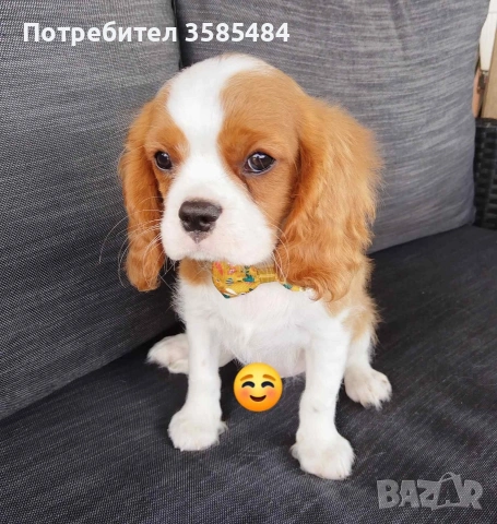 Кавалер Кинг Чарлз шпаньол, снимка 6 - Кавалер кинг чарлз шпаньол - 54469770